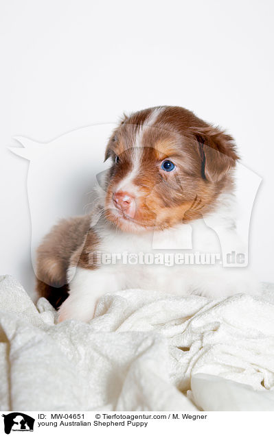 junger Australian Shepherd Welpe / young Australian Shepherd Puppy / MW-04651