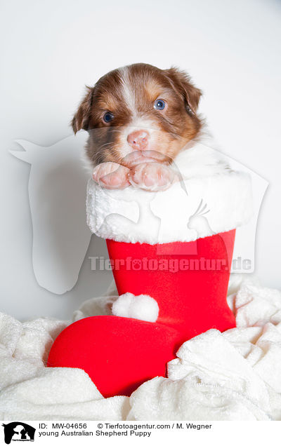 junger Australian Shepherd Welpe / young Australian Shepherd Puppy / MW-04656