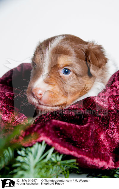 junger Australian Shepherd Welpe / young Australian Shepherd Puppy / MW-04657