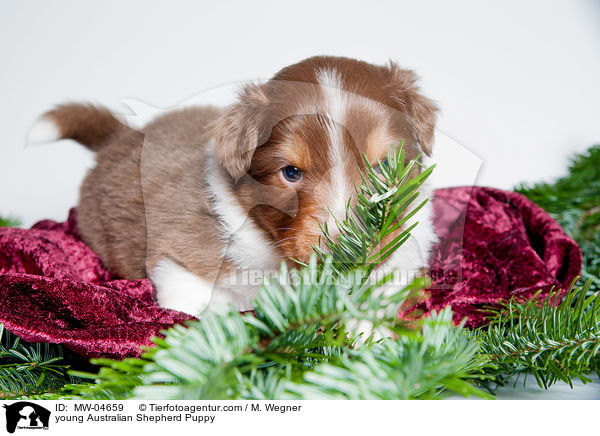 junger Australian Shepherd Welpe / young Australian Shepherd Puppy / MW-04659