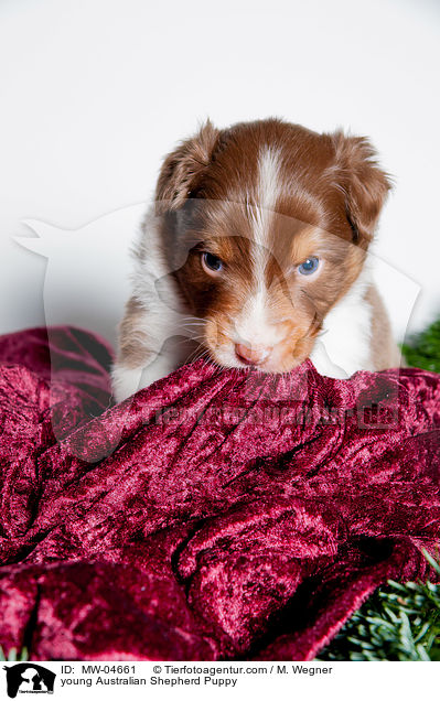 junger Australian Shepherd Welpe / young Australian Shepherd Puppy / MW-04661