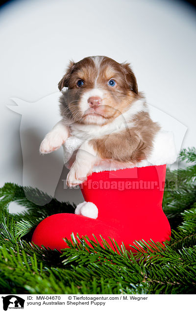 junger Australian Shepherd Welpe / young Australian Shepherd Puppy / MW-04670