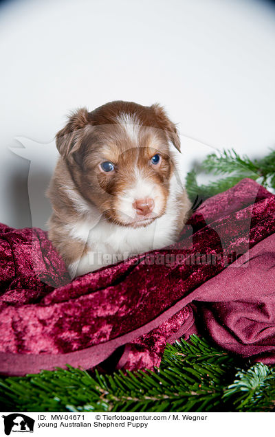 junger Australian Shepherd Welpe / young Australian Shepherd Puppy / MW-04671