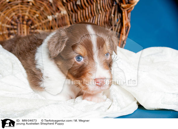 junger Australian Shepherd Welpe / young Australian Shepherd Puppy / MW-04673