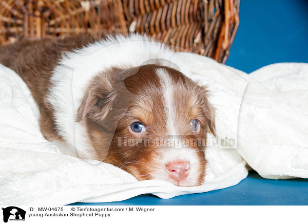 junger Australian Shepherd Welpe / young Australian Shepherd Puppy / MW-04675