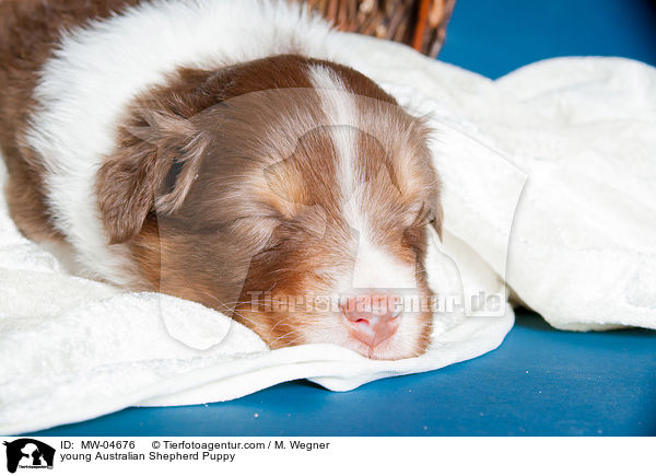 junger Australian Shepherd Welpe / young Australian Shepherd Puppy / MW-04676