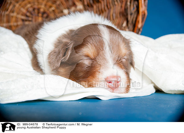 junger Australian Shepherd Welpe / young Australian Shepherd Puppy / MW-04678