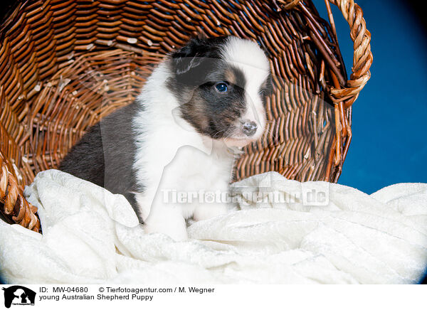 junger Australian Shepherd Welpe / young Australian Shepherd Puppy / MW-04680