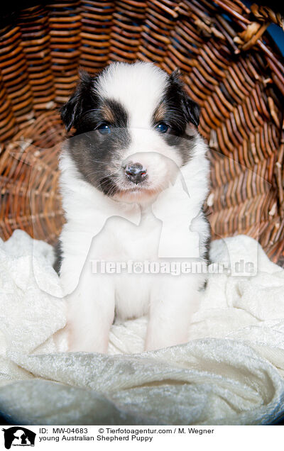 junger Australian Shepherd Welpe / young Australian Shepherd Puppy / MW-04683