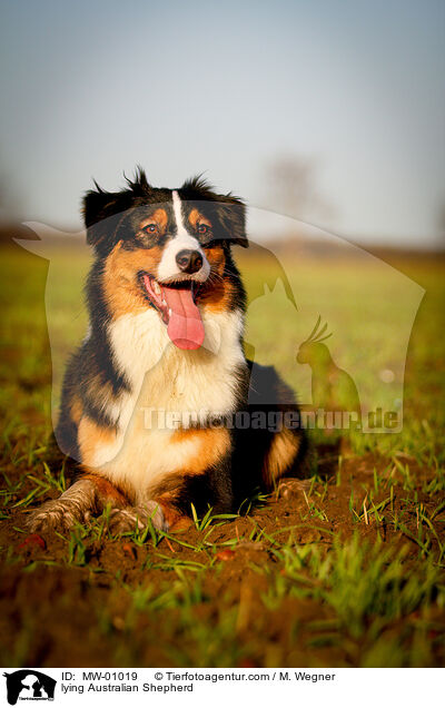 liegender Australian Shepherd / lying Australian Shepherd / MW-01019