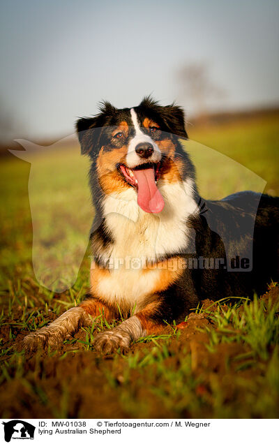 liegender Australian Shepherd / lying Australian Shepherd / MW-01038