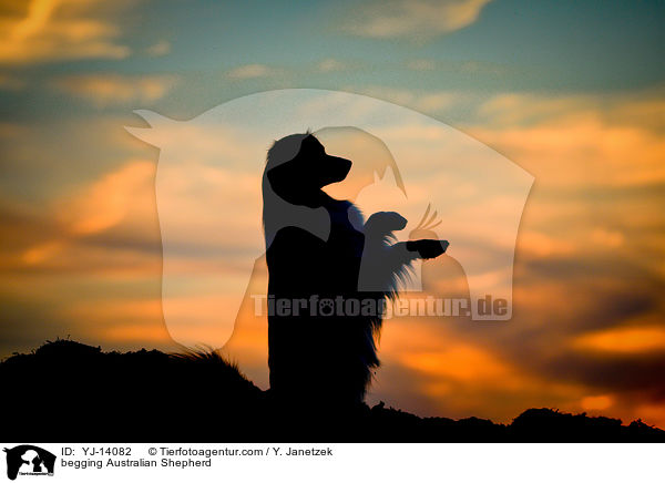 Australian Shepherd macht Mnnchen / begging Australian Shepherd / YJ-14082