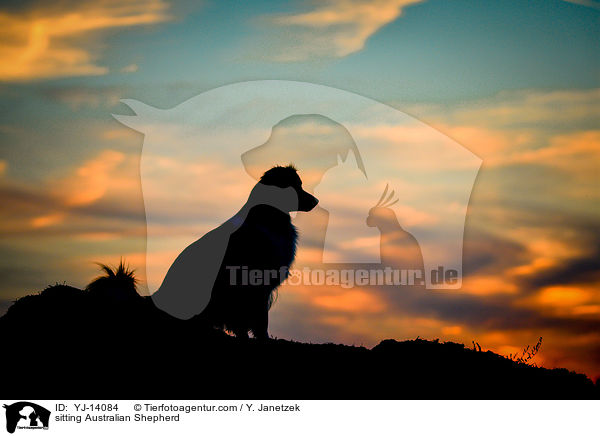sitzender Australian Shepherd / sitting Australian Shepherd / YJ-14084