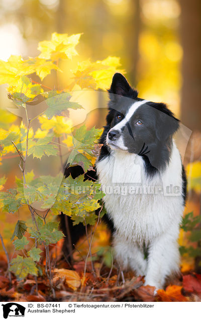 Australian Shepherd / Australian Shepherd / BS-07441