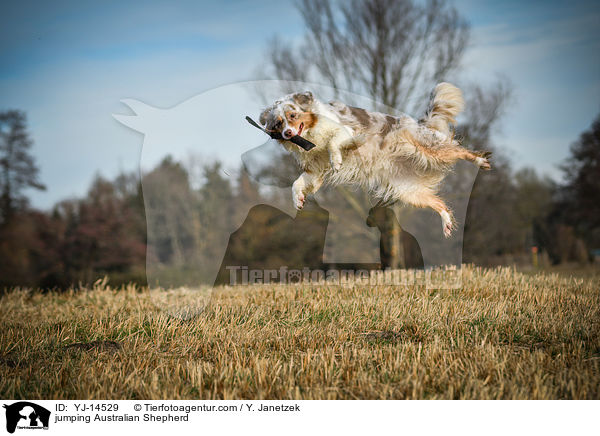 springender Australian Shepherd / jumping Australian Shepherd / YJ-14529
