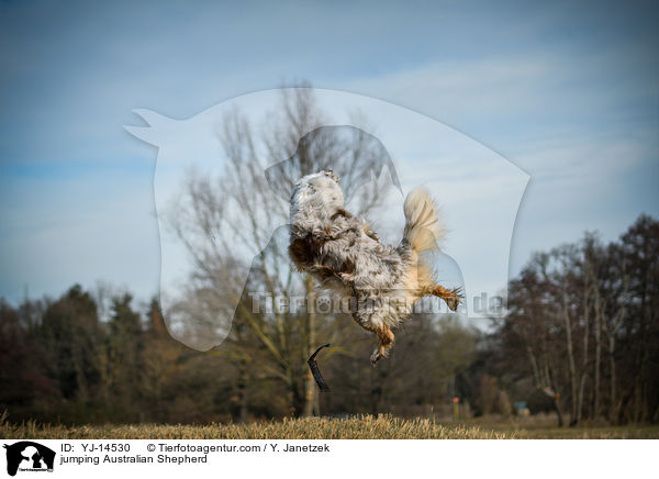 springender Australian Shepherd / jumping Australian Shepherd / YJ-14530