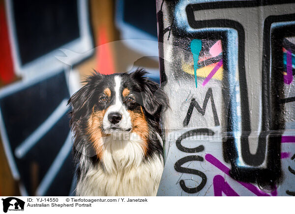 Australian Shepherd Portrait / Australian Shepherd Portrait / YJ-14550