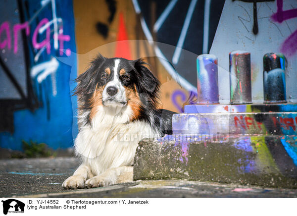 liegender Australian Shepherd / lying Australian Shepherd / YJ-14552