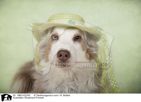 Australian Shepherd Portrait / Australian Shepherd Portrait / HBO-02300