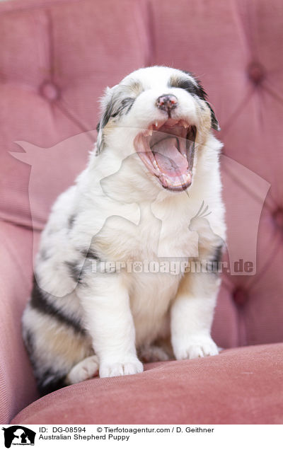Australian Shepherd Welpe / Australian Shepherd Puppy / DG-08594