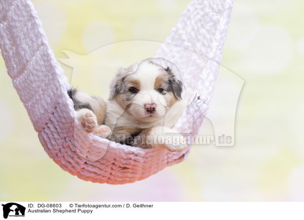 Australian Shepherd Welpe / Australian Shepherd Puppy / DG-08603