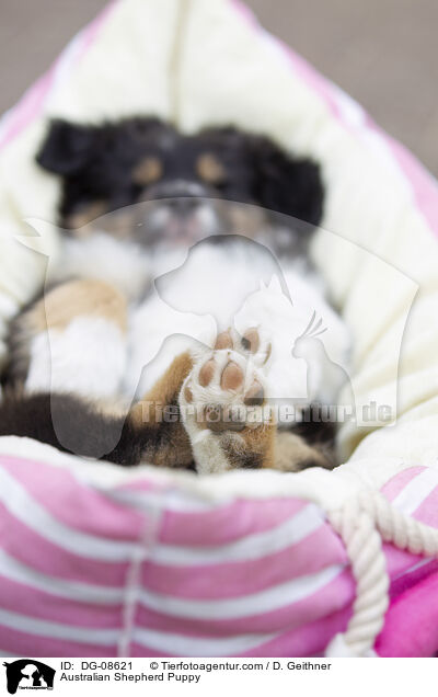 Australian Shepherd Welpe / Australian Shepherd Puppy / DG-08621