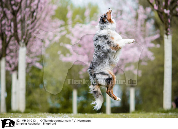 springender Australian Shepherd / jumping Australian Shepherd / VH-01013