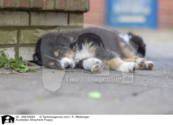 Australian Shepherd Welpe / Australian Shepherd Puppy / AM-05694