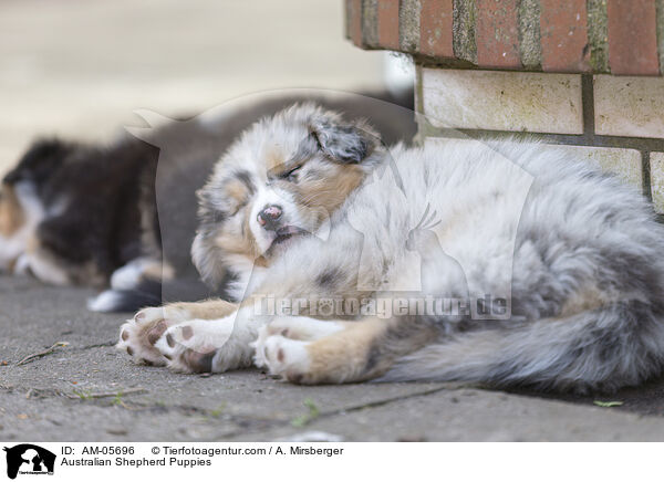 Australian Shepherd Welpen / Australian Shepherd Puppies / AM-05696