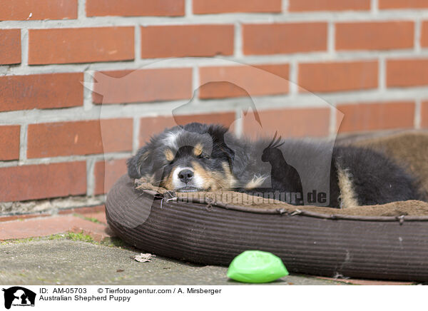 Australian Shepherd Welpe / Australian Shepherd Puppy / AM-05703