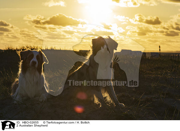 2 Australian Shepherd / 2 Australian Shepherd / HBO-02655