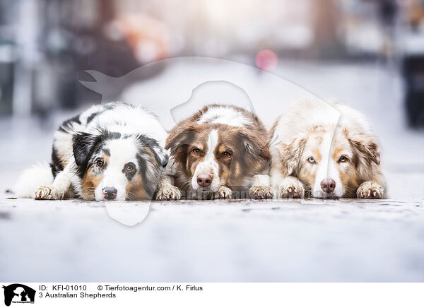 3 Australian Shepherds / 3 Australian Shepherds / KFI-01010