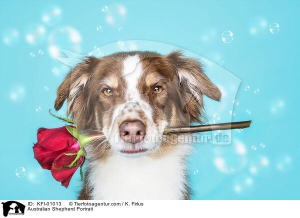 Australian Shepherd Portrait / Australian Shepherd Portrait / KFI-01013