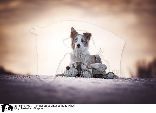 liegender Australian Shepherd / lying Australian Shepherd / KFI-01021