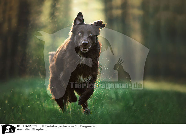 Australian Shepherd / Australian Shepherd / LB-01032