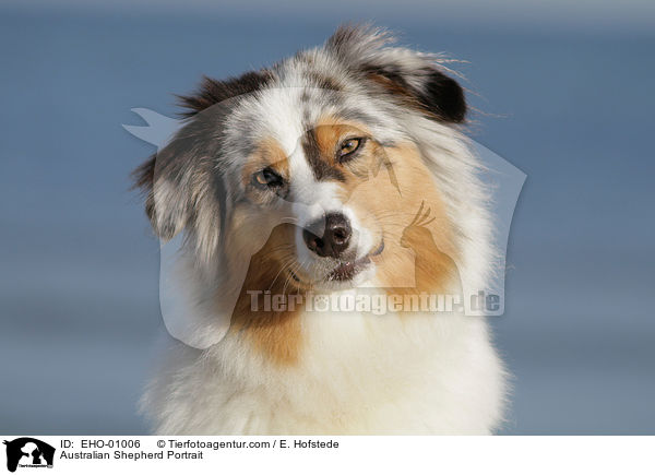 Australian Shepherd Portrait / Australian Shepherd Portrait / EHO-01006