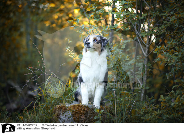 sitzender Australian Shepherd / sitting Australian Shepherd / AG-02702