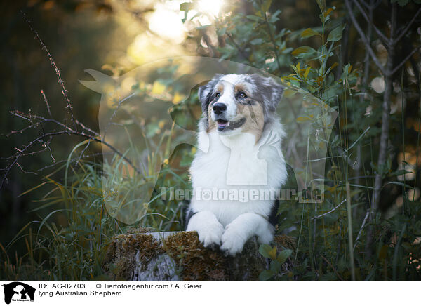 liegender Australian Shepherd / lying Australian Shepherd / AG-02703