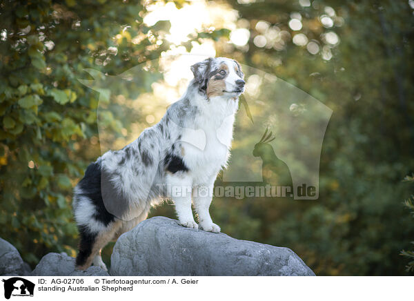 stehender Australian Shepherd / standing Australian Shepherd / AG-02706