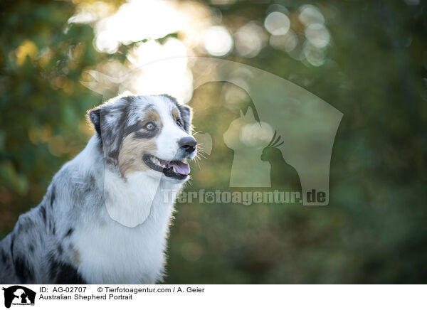 Australian Shepherd Portrait / Australian Shepherd Portrait / AG-02707