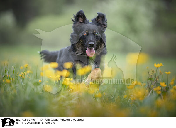 rennender Australian Shepherd / running Australian Shepherd / AG-02755