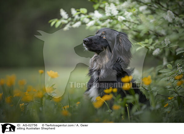 sitzender Australian Shepherd / sitting Australian Shepherd / AG-02756