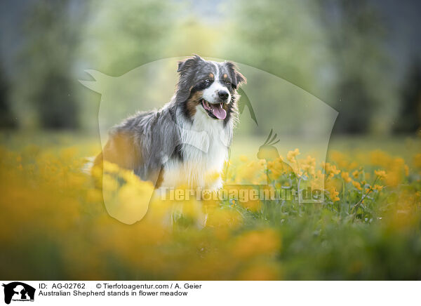 Australian Shepherd stands in flower meadow / AG-02762