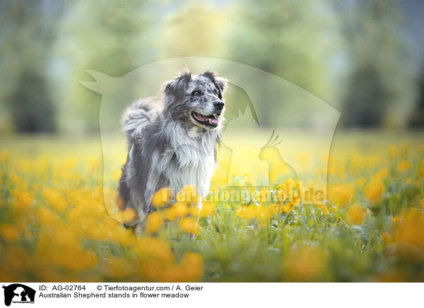 Australian Shepherd steht in Blumenwiese / Australian Shepherd stands in flower meadow / AG-02764