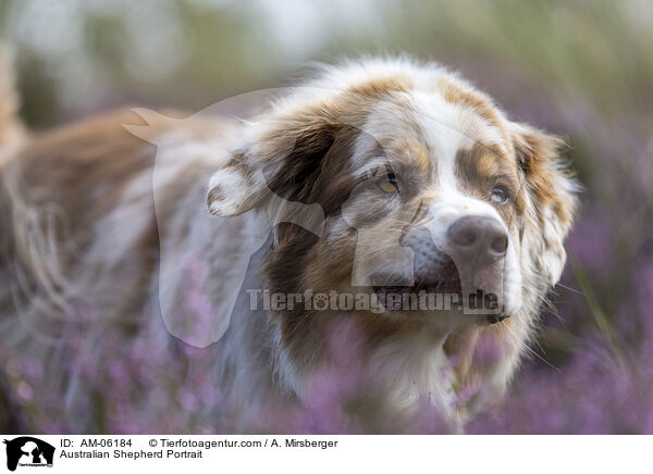 Australian Shepherd Portrait / Australian Shepherd Portrait / AM-06184