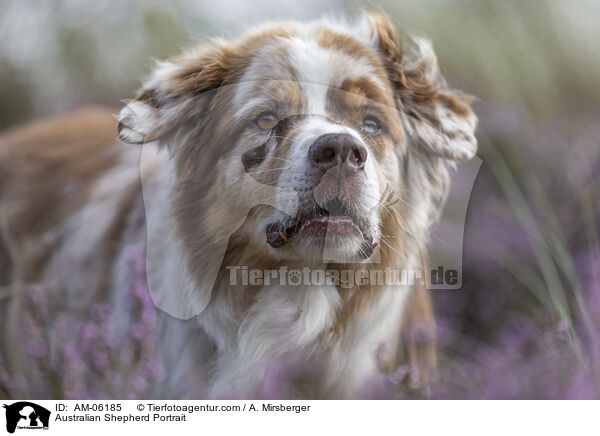 Australian Shepherd Portrait / Australian Shepherd Portrait / AM-06185