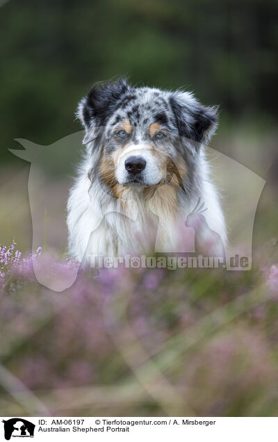Australian Shepherd Portrait / Australian Shepherd Portrait / AM-06197