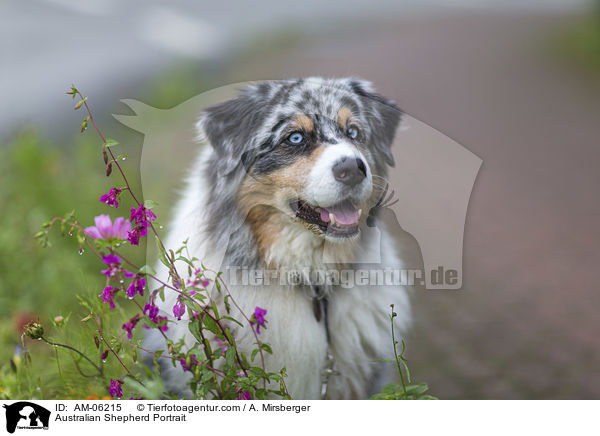 Australian Shepherd Portrait / Australian Shepherd Portrait / AM-06215