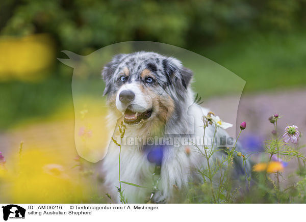 sitzender Australian Shepherd / sitting Australian Shepherd / AM-06216
