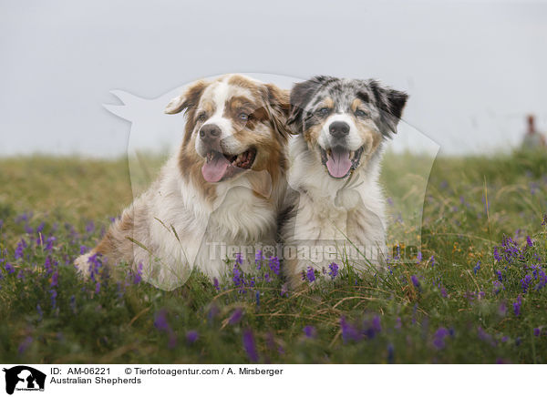 Australian Shepherds / Australian Shepherds / AM-06221